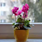 bright indoor blooming houseplants colorful flowers