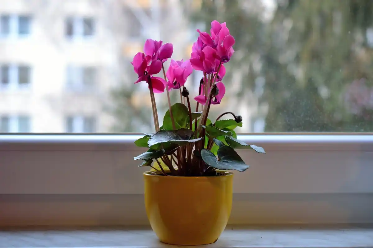 bright indoor blooming houseplants colorful flowers