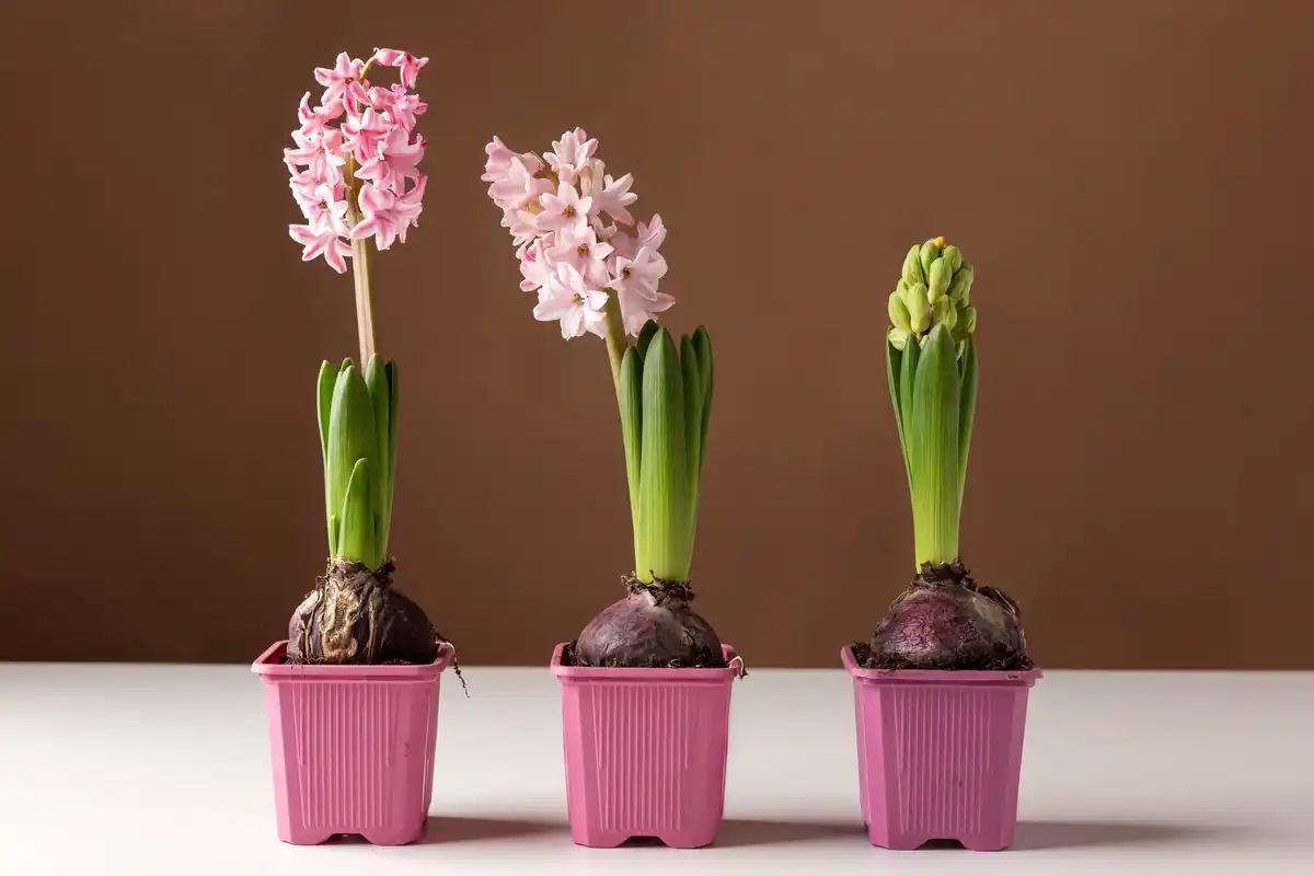 indoor flowering plants vibrant colors