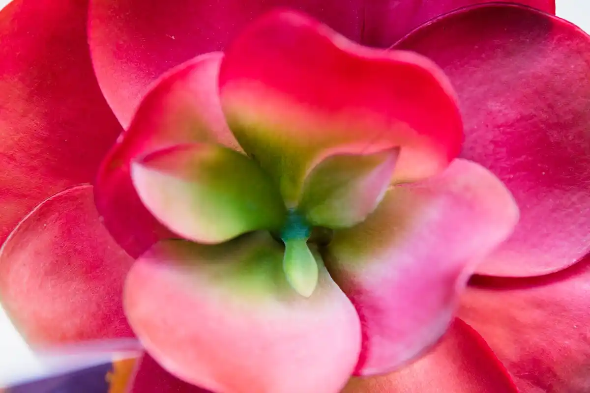bright blooming succulent kalanchoe indoor plant