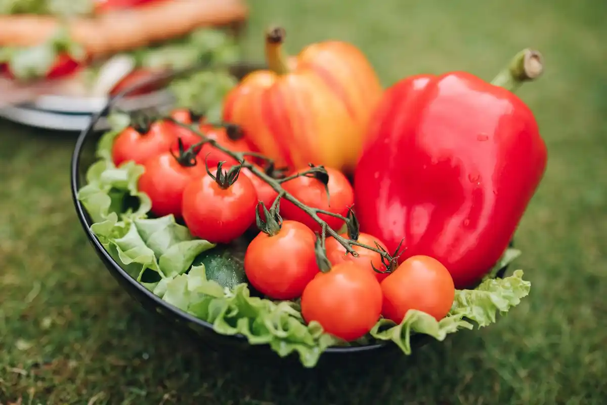 organic vegetable garden with tomatoes and herbs