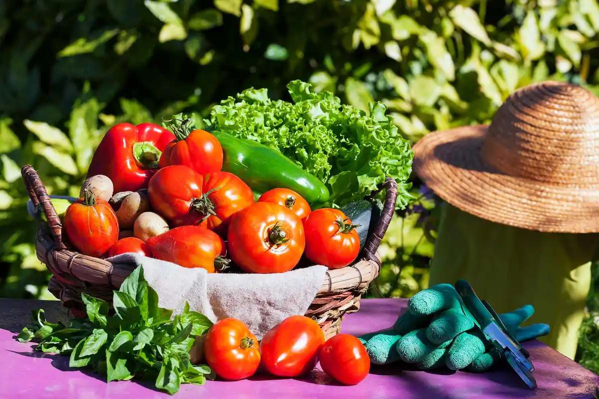 organic vegetable garden backyard