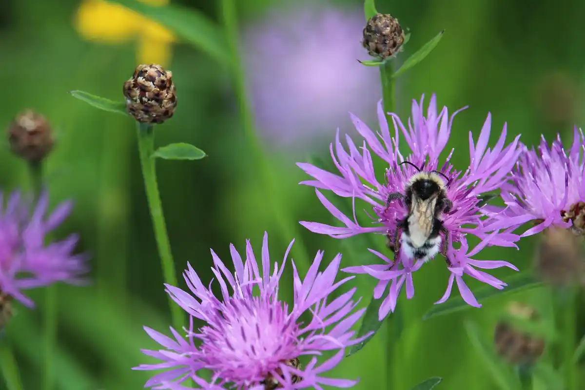 organic garden flowers and insects closeup