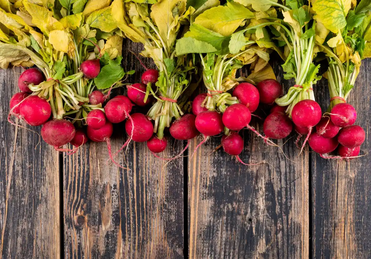 organic vegetable garden Netherlands kale radishes tomatoes