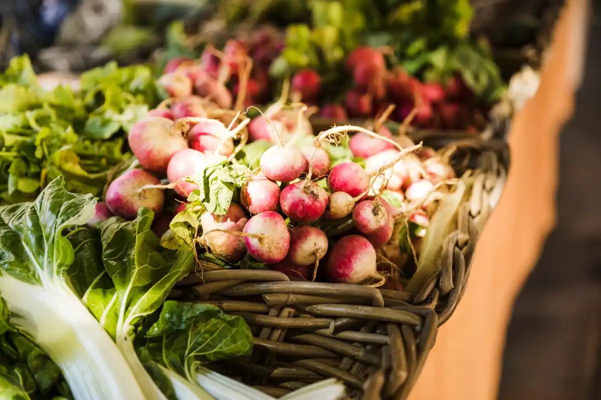 organic vegetable garden netherlands