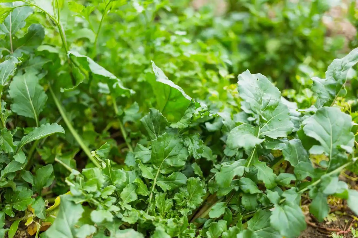 organic kale and radishes garden netherlands