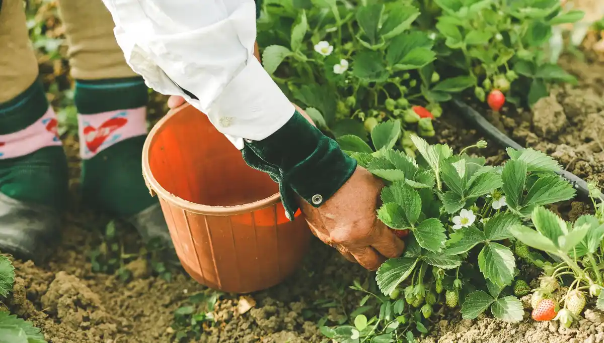 companion planting organic garden Netherlands