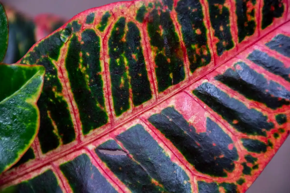 common plant disease symptoms leaves
