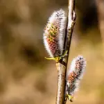aphids and mold on plants close up