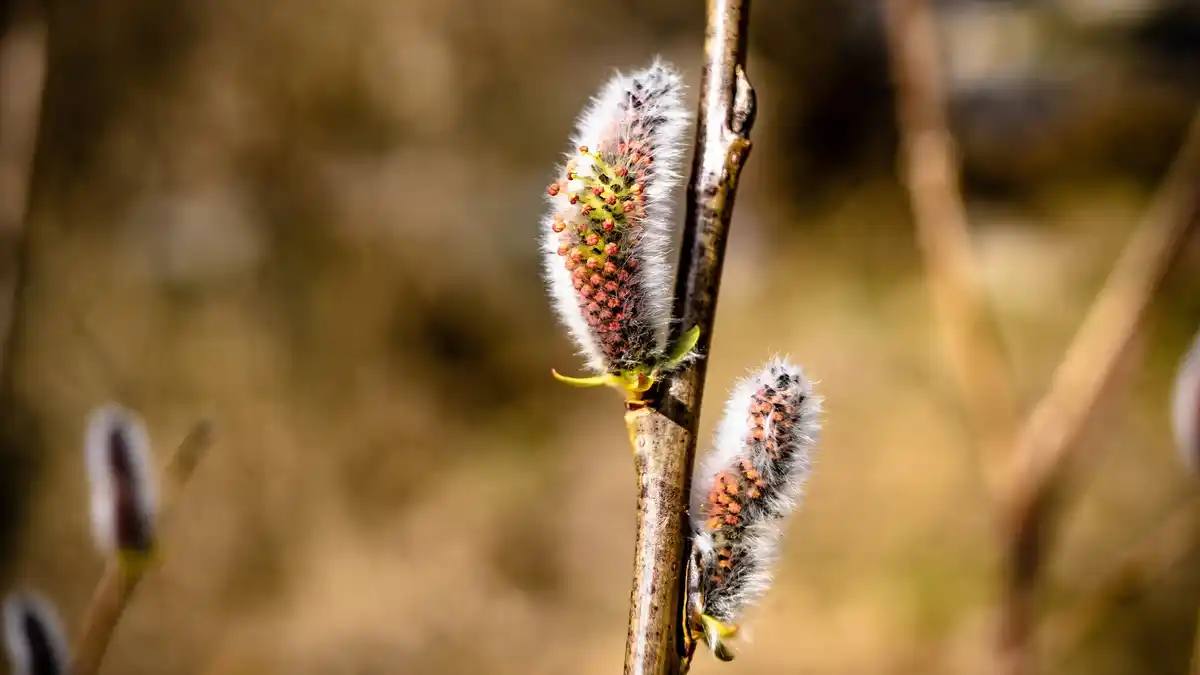 aphids and mold on plants close up