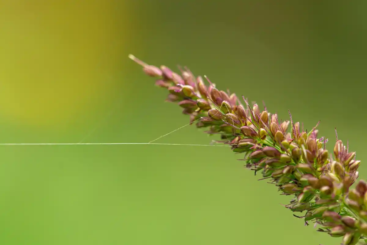 aphids on plant leaves close-up