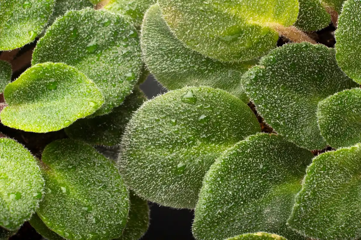 plant with mold on leaves close-up