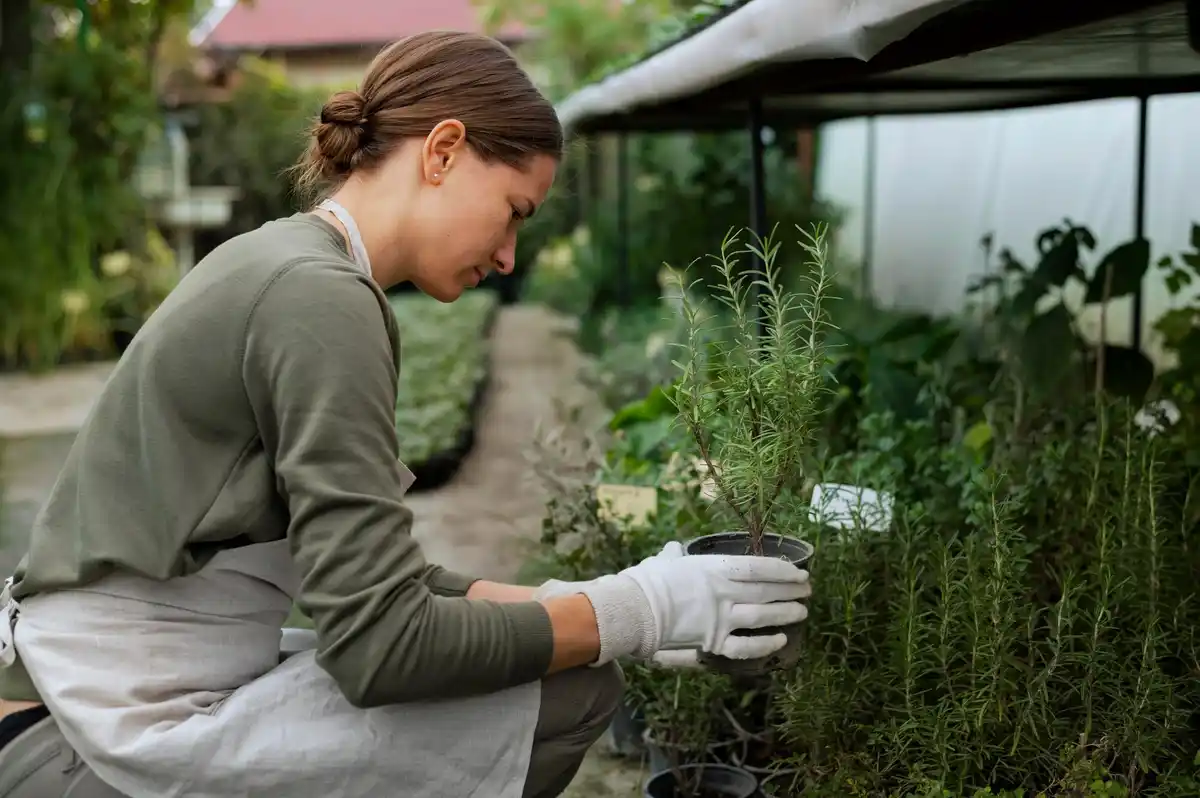 herbs in vegetable garden pest deterrent