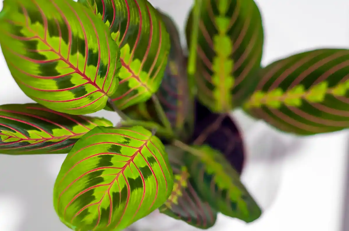 healthy indoor plants with leaves and insects