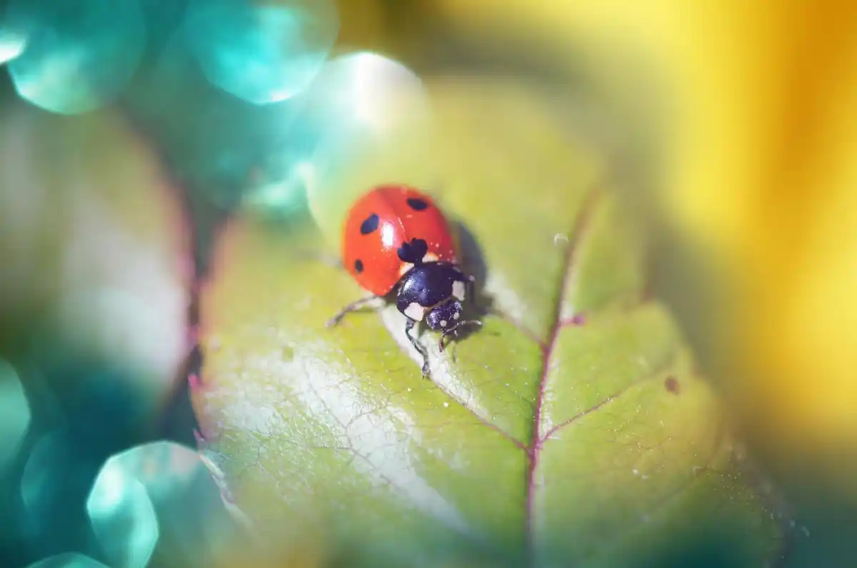 close-up of ladybugs on green plant leaves outdoor