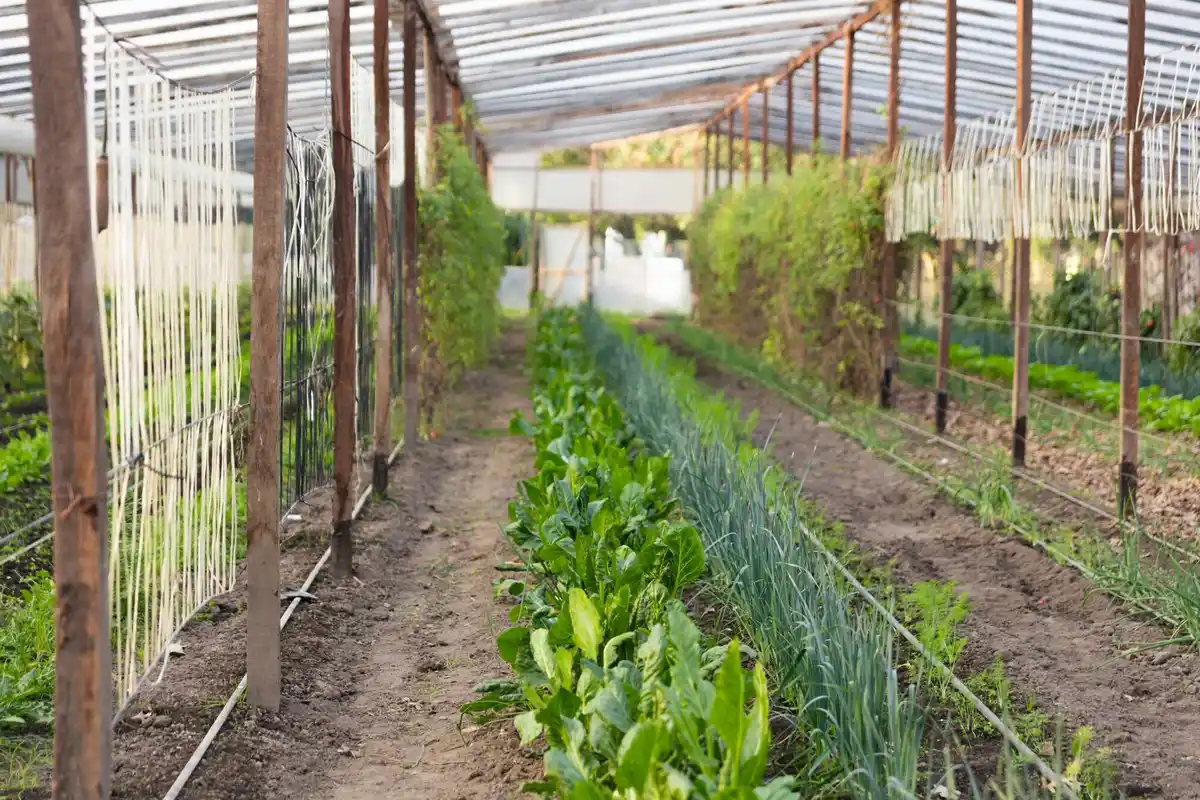 Dutch vegetable garden with protective nets and companion planting