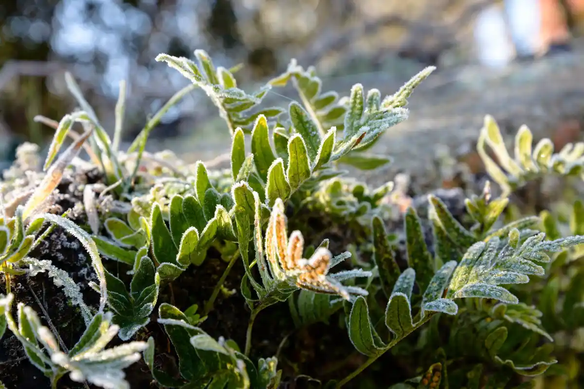 infected garden plants close-up