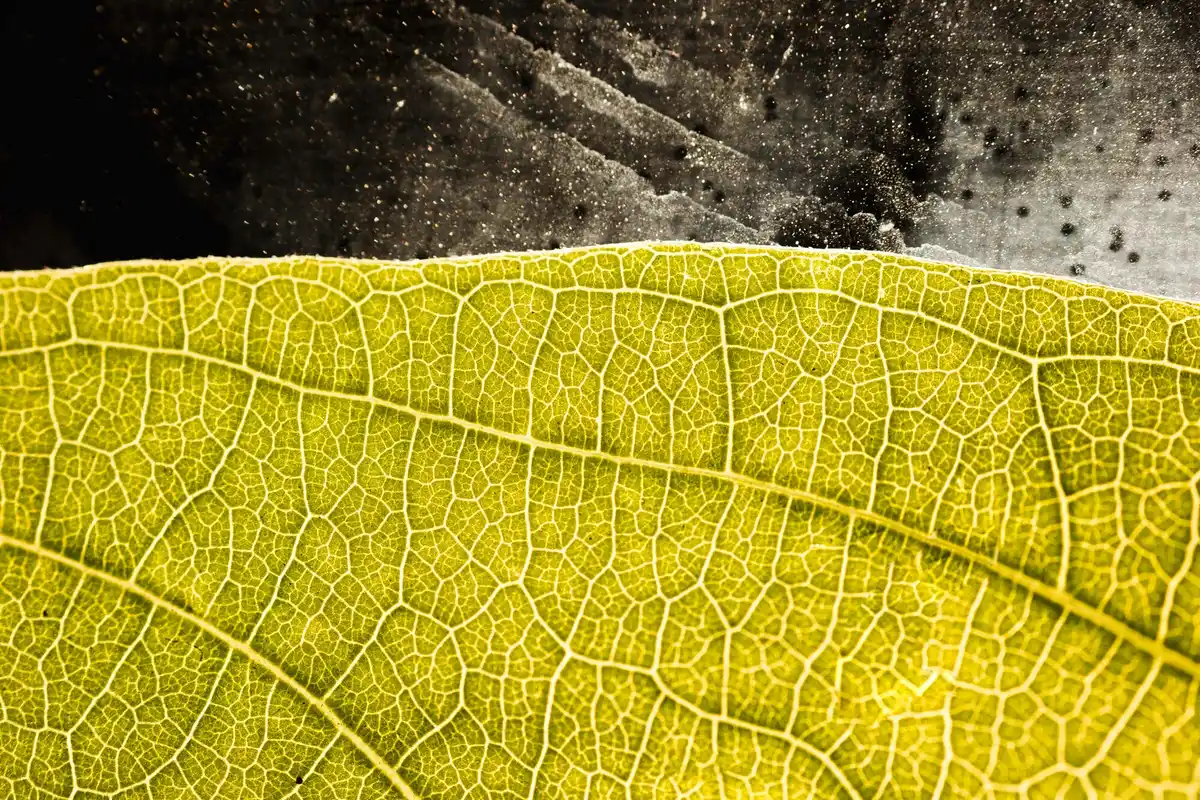 plant leaf disease close-up