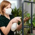 indoor plant leaf disease close-up natural treatment