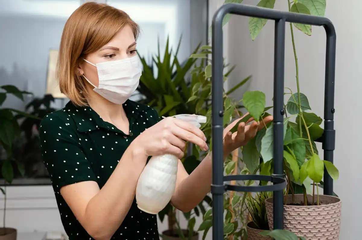 indoor plant leaf disease close-up natural treatment