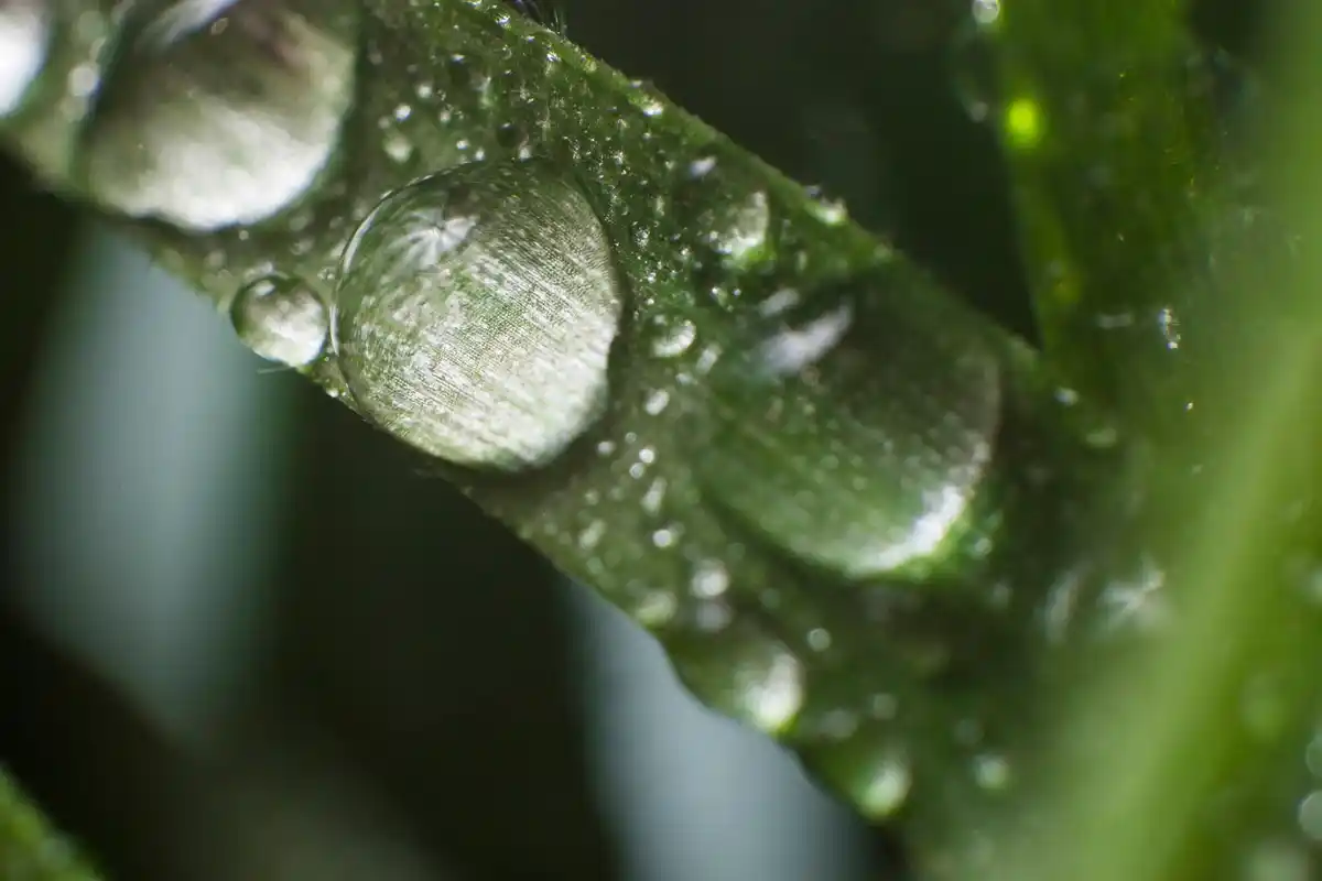 houseplants with air circulation and morning water droplets
