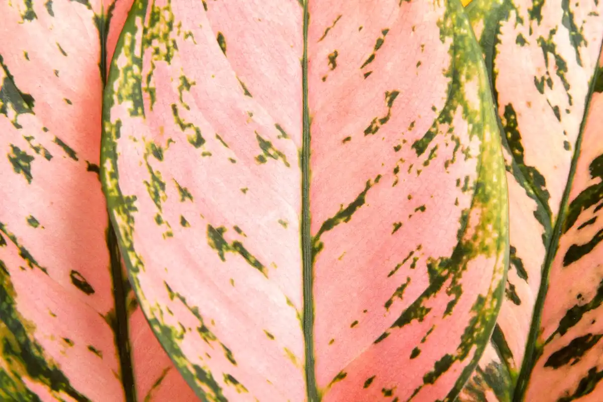 close-up of fungal spots on plant leaves in indoor garden