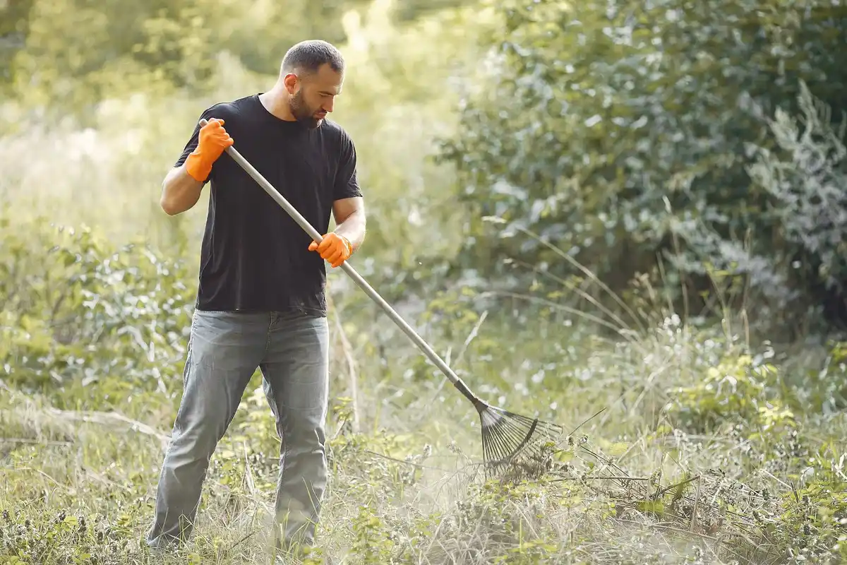 gardener aerating lawn with garden fork
