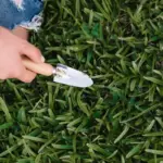Lush green Dutch lawn care mistakes