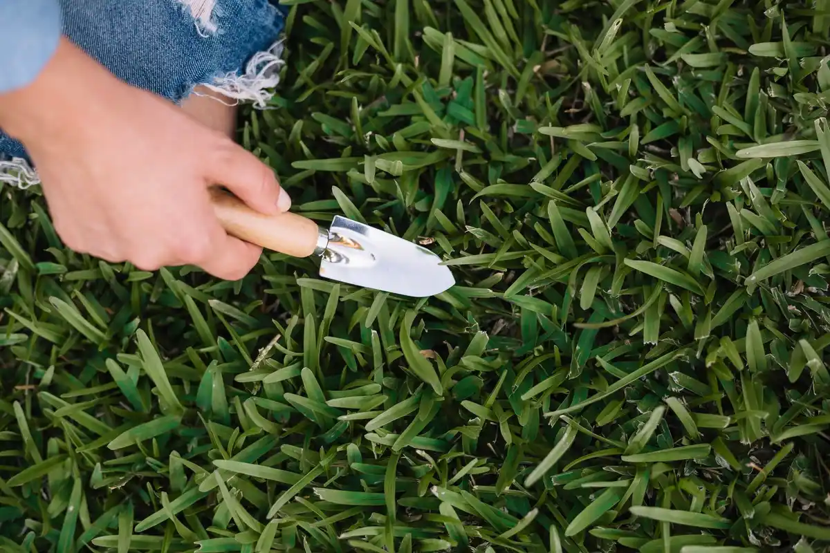 Lush green Dutch lawn care mistakes