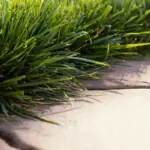 lawn weed control netherlands garden spring
