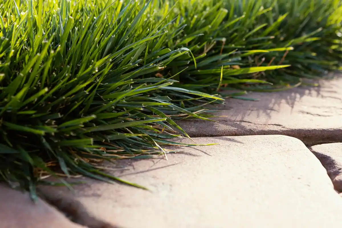 lawn weed control netherlands garden spring
