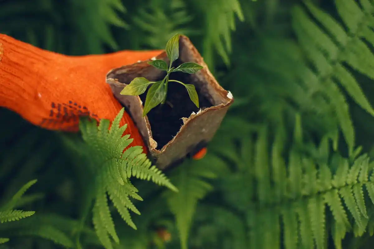 weed control in lawn garden netherlands
