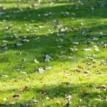 spring lawn care netherlands garden aeration verticutting
