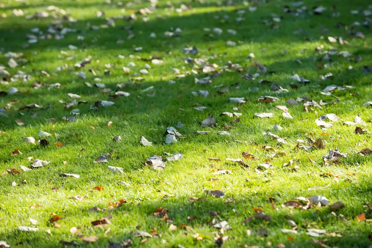 spring lawn care netherlands garden aeration verticutting