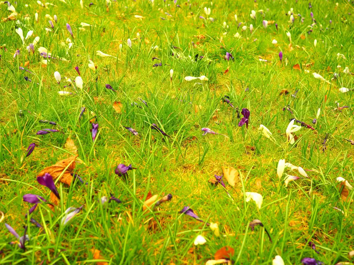 spring lawn aeration in netherlands garden