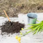 lush green lawn garden backyard different grass seeds organic fertilizer