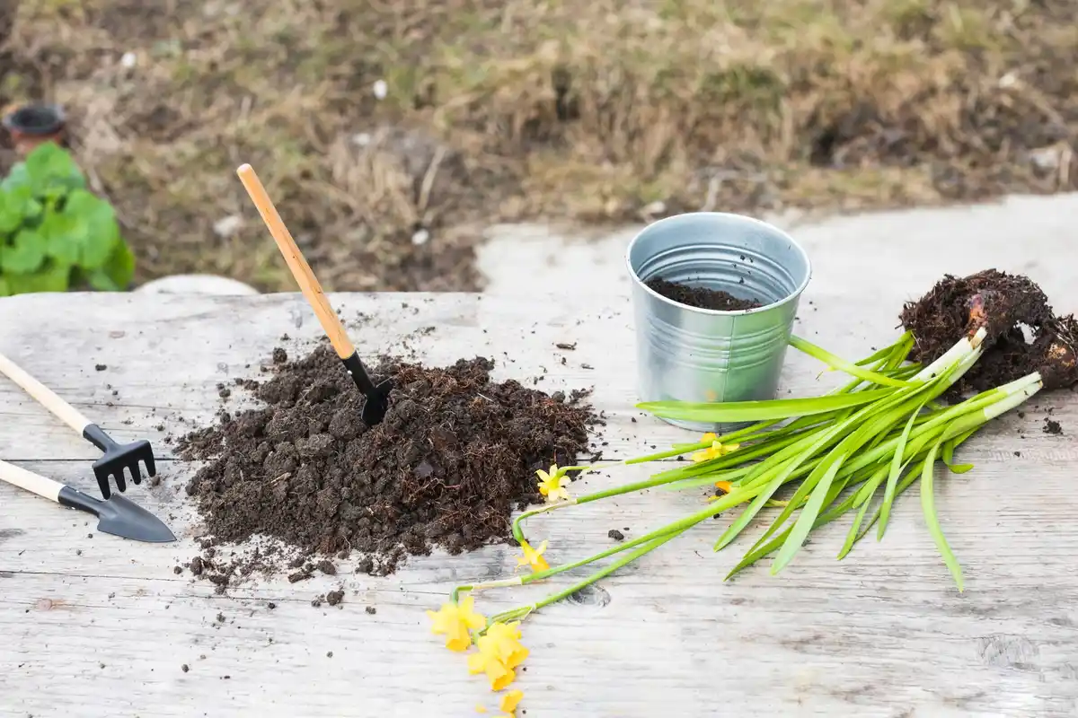 lush green lawn garden backyard different grass seeds organic fertilizer