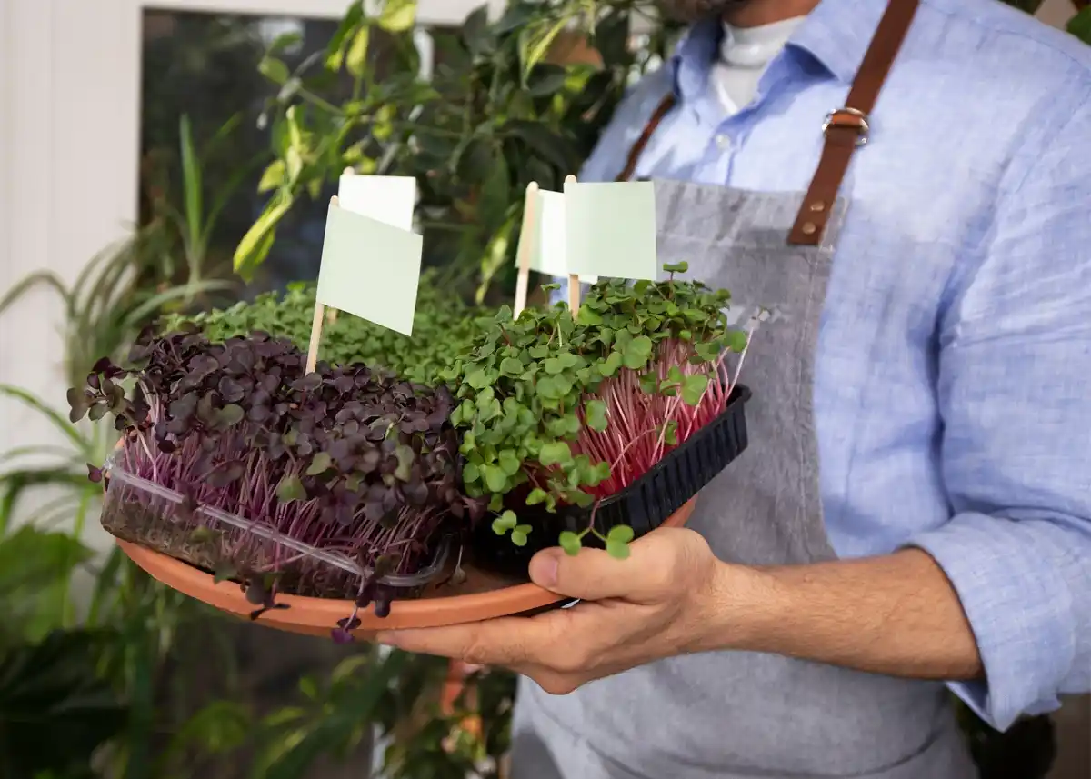 urban balcony vegetable garden tips