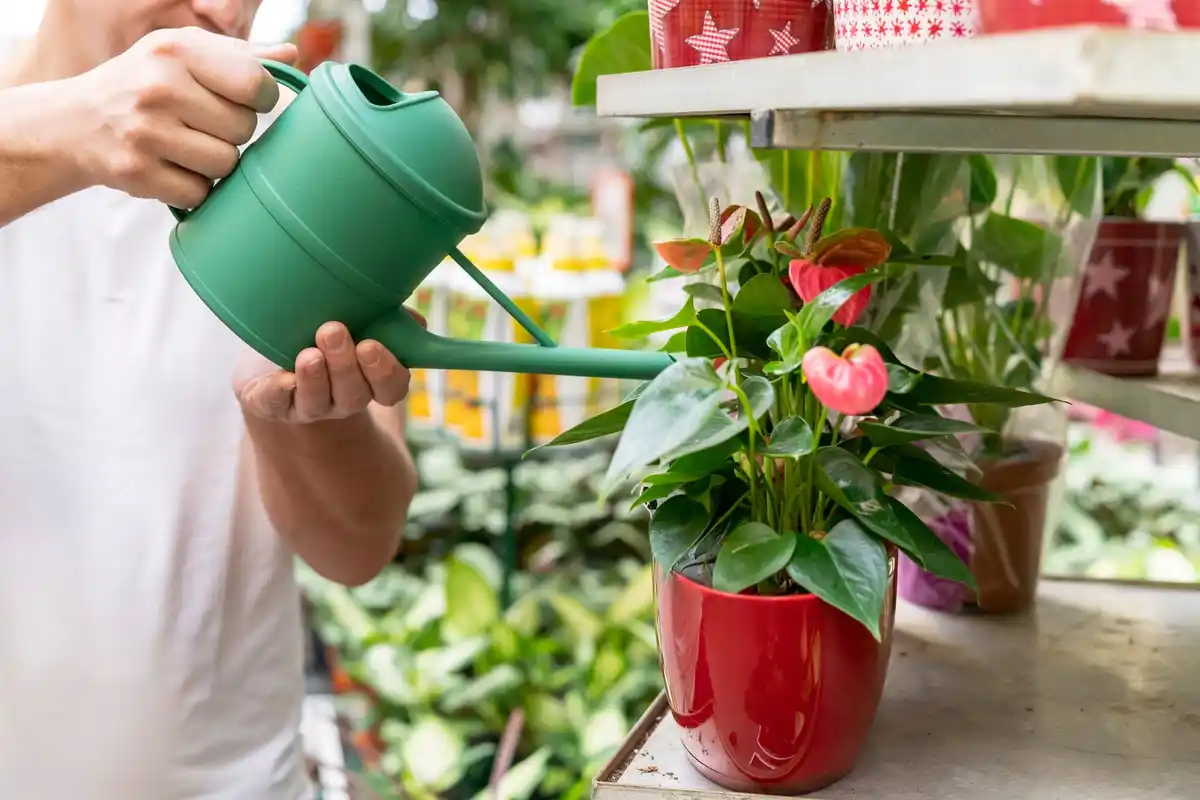 watering tomato plants on balcony