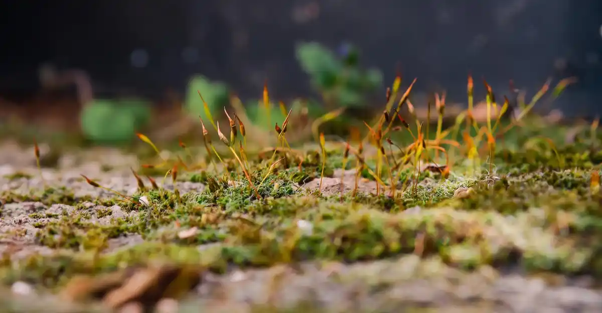 damaged lawn repair