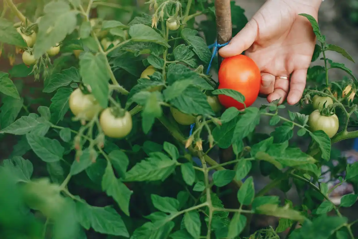 tomato plants balcony gardening