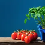 urban balcony vegetable garden fresh herbs tomatoes