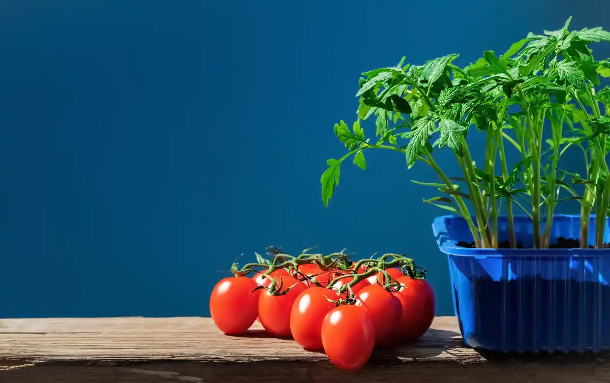urban balcony vegetable garden fresh herbs tomatoes