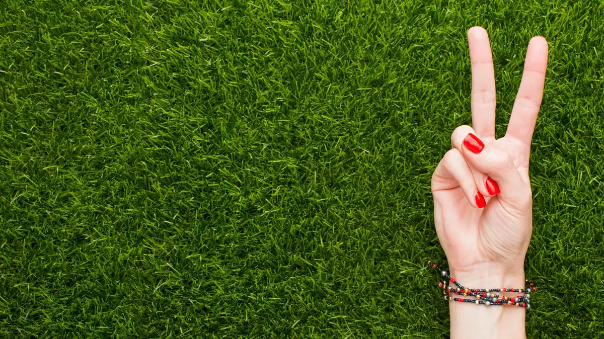 perfect green lawn close up