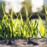 early spring lawn mowing healthy green grass Netherlands