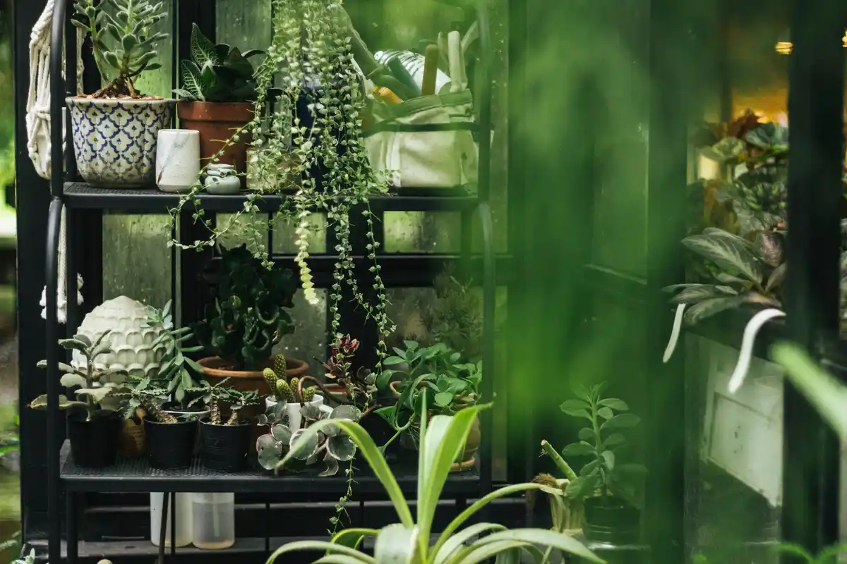 balcony vertical garden plants small space