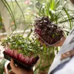 urban container garden with herbs and vegetables on balcony