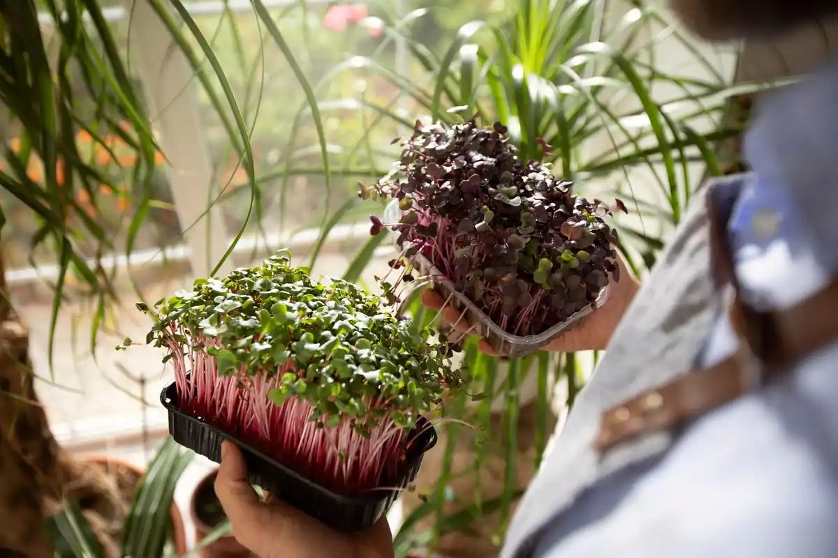 urban container garden with herbs and vegetables on balcony