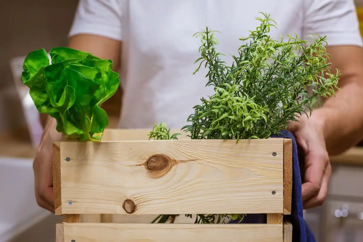 urban container garden with herbs and vegetables