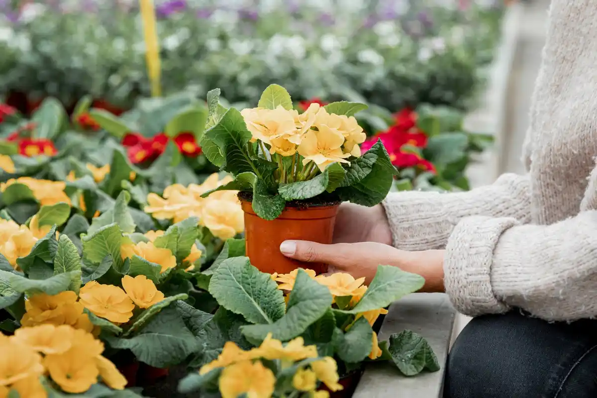 balcony vegetable garden small pots Netherlands